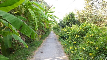 Narrow village street in countryside at Mekong Delta Vietnam.