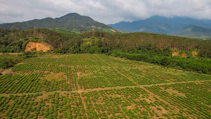 Aerial view of a lush coffee plantation with organized rows of plants nestled in a hilly terrain, illustrating agriculture and World Coffee Day