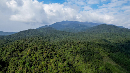 Aerial view of a dense tropical rainforest canopy, symbolizing Earth Day and World Environment Day,...