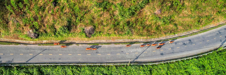 Aerial view of a winding road intersecting lush greenery with a herd of cattle crossing, depicting...