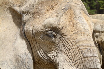 Obraz premium elefante