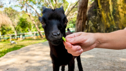 Close-up image of a person feeding a cute black baby goat outdoors, ideal for concepts related to...