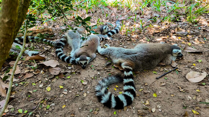 Ring-tailed lemurs Lemur catta lounging on the forest floor, ideal for wildlife conservation themes or World Lemur Day promotions © fotoworld