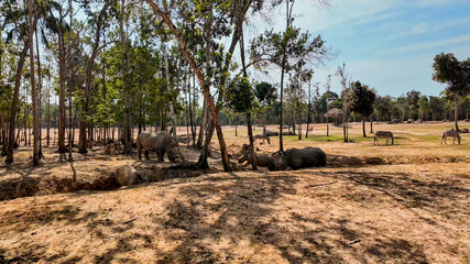 Rhinos resting in a dry African safari landscape with zebras in the background, ideal for wildlife...