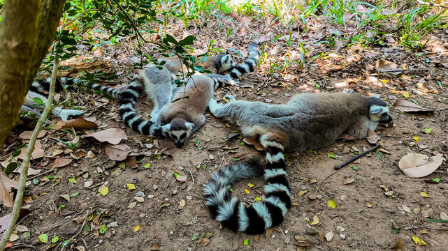 Ring-tailed lemurs Lemur catta lounging on the forest floor, ideal for wildlife conservation themes or World Lemur Day promotions