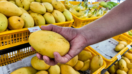 Customer selecting ripe mango at a fruit market, concept related to healthy eating and shopping for summer or tropical-themed recipes