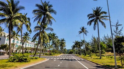 Sunny tropical boulevard with lush palm trees and clear blue sky, ideal for travel and summer vacation themes