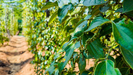 Green pepper plants with unripe berries line a narrow path in a sunny plantation, ideal for agriculture and healthy eating concepts, related to World Environment Day