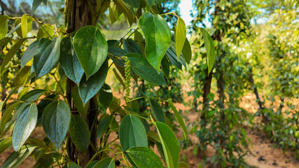 Pepper plantation field, black pepper, red pepper
