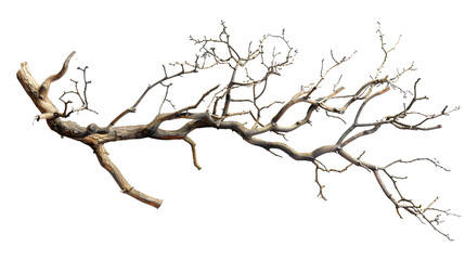 Dry twisted jungle branch isolated on transparent background