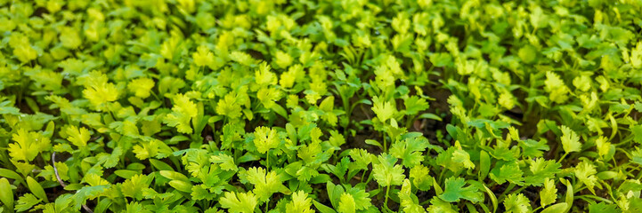 Lush, young parsley plants thriving in a garden, ideal for sustainable living and organic farming content, and suitable for springtime and Earth Day themes