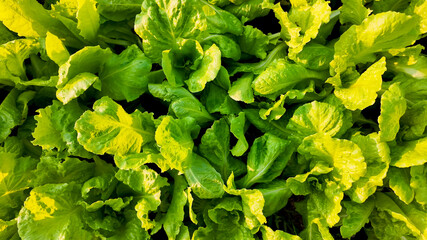 Vibrant green lettuce leaves with fresh water droplets in a garden, depicting organic farming and...