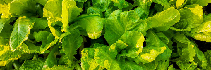 Vibrant green lettuce leaves with fresh water droplets in a garden, depicting organic farming and...