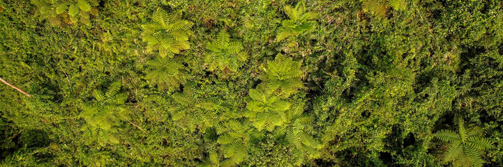 Aerial view of dense green forest with lush ferns, ideal for nature backgrounds, Earth Day...