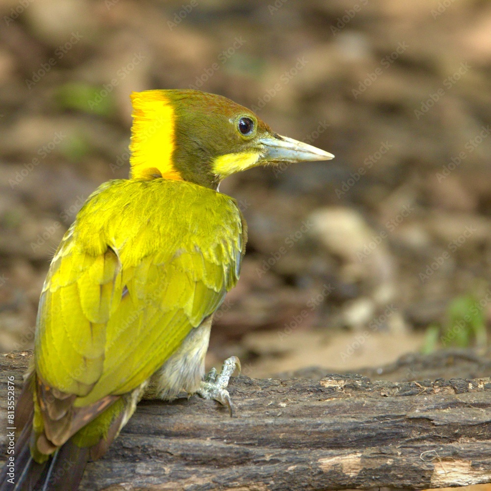 Canvas Prints Greater yellow nape resting on a wooden perch in Thailand.