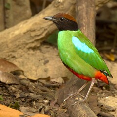 Colorful Western Pitta perched on a tree branch.