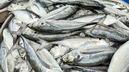 Fresh catch of silver fish on display at a seafood market, ideal for culinary themes, nutrition content, and feasts like the Lenten season
