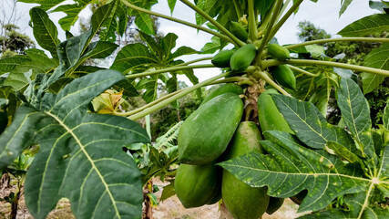 Close-up of ripe papayas hanging from a tree in a tropical orchard, exemplifying sustainable...