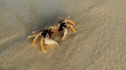 A solitary crab on sandy beach during low tide, suitable for marine biology and World Oceans Day themes