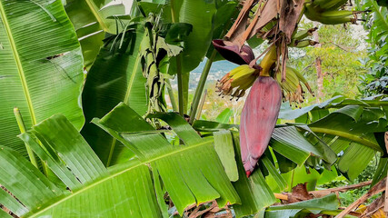 Flower of banana hanging on a tree with lush green leaves, suitable for agriculture and tropical fruit harvest themes