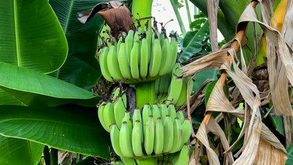 Ripe bunch of bananas hanging on a tree with lush green leaves, suitable for agriculture and tropical fruit harvest themes