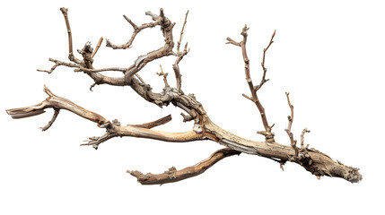 Dry twisted jungle branch isolated on transparent background