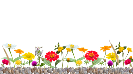 flowers planted with small stones or sand in garden, frame, isolated on transparent background