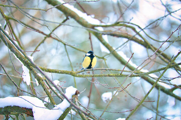 Great tit on snow-covered branches in a shrub. Bird species with black head and breast