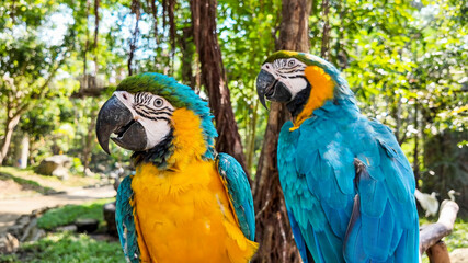 Cute couple of parrots