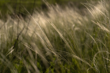 natural background of feather grass in sunset light. Soft focus