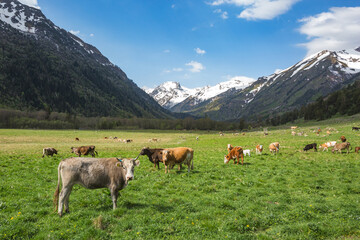 Cows herd in caucasus Mountains. Karachay-Cherkessia republic, Russia