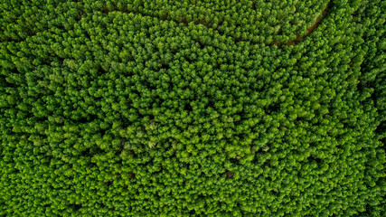 Aerial view of dense green forest canopy, ideal for Earth Day promotion and environmental...