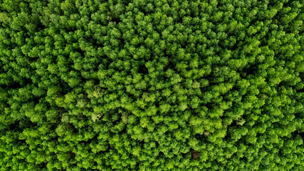 Aerial view of dense green forest canopy, ideal for Earth Day promotion and environmental...