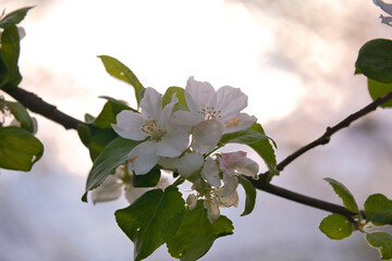 Apple blossoms on the branch of an apple tree. Evening mood with warm light