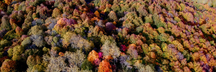 Naklejka na ściany i meble Aerial view of a dense autumn forest with a palette of fall colors, ideal for Thanksgiving and Autumn Equinox themes