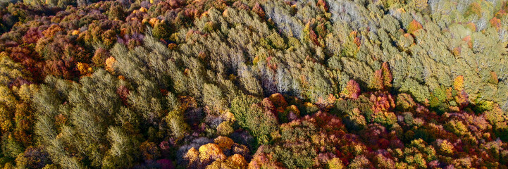 Aerial view of a dense autumn forest with a vibrant palette of fall foliage, ideal for Thanksgiving and environmental concepts