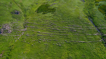 Aerial view of a pastoral landscape with grazing sheep on terraced green fields, suitable for agriculture and sustainability themes