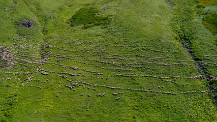 Aerial view of a pastoral landscape with grazing sheep on terraced green fields, suitable for agriculture and sustainability themes