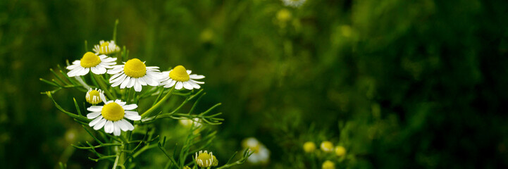 Chamomile flowers field in sun ligh. Web-banner