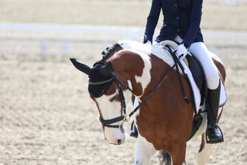 Closeup of a horse portrait during competition training