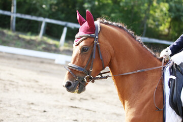 Closeup of a horse portrait during competition training