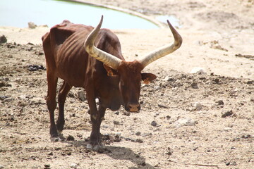 watusi