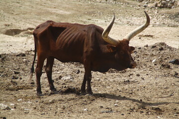 watusi