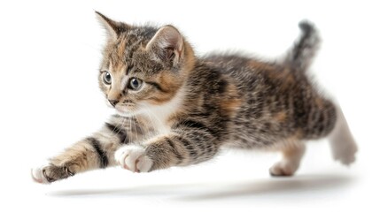 Obraz premium Cute American Wirehair kitten running isolated on white background