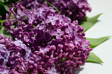 Purple lilac flower with blurred green leaveseaves.