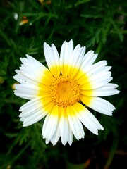 Fototapeta premium daisy flower closeup