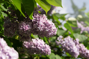 Purple lilac flower with blurred green leaveseaves.