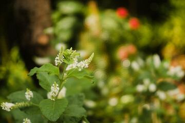 Fototapeta premium this Aloysia virgata is loved by many people and Aloysia virgata is grown decoratively in gardens and parks.The Aloysia virgata loves sunlight
