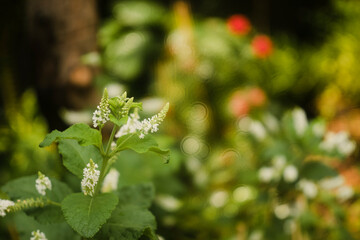  Aloysia virgata can be grown as a Aloysia virgata or shrub. In zones 8-9 Aloysia virgata will die to the ground in the winter and Aloysia virgata can be grown as a perennial.