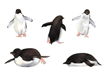 set of penguins Hand drawn illustration on a transparent background